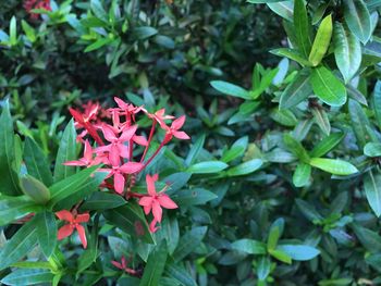 Close-up of red flowers blooming outdoors