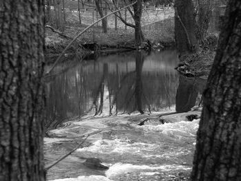 River passing through forest