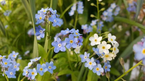 Close-up of white flowering plants