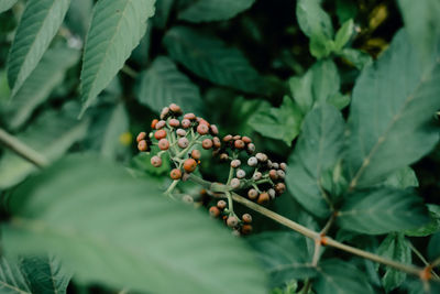 Close-up of fruits on tree