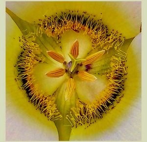 Close-up of sunflower plant