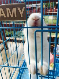 Close-up of rabbit in cage