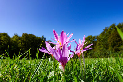 Close-up of pink crocus flowers on field