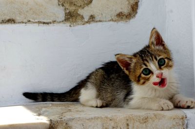 Portrait of cat lying on steps