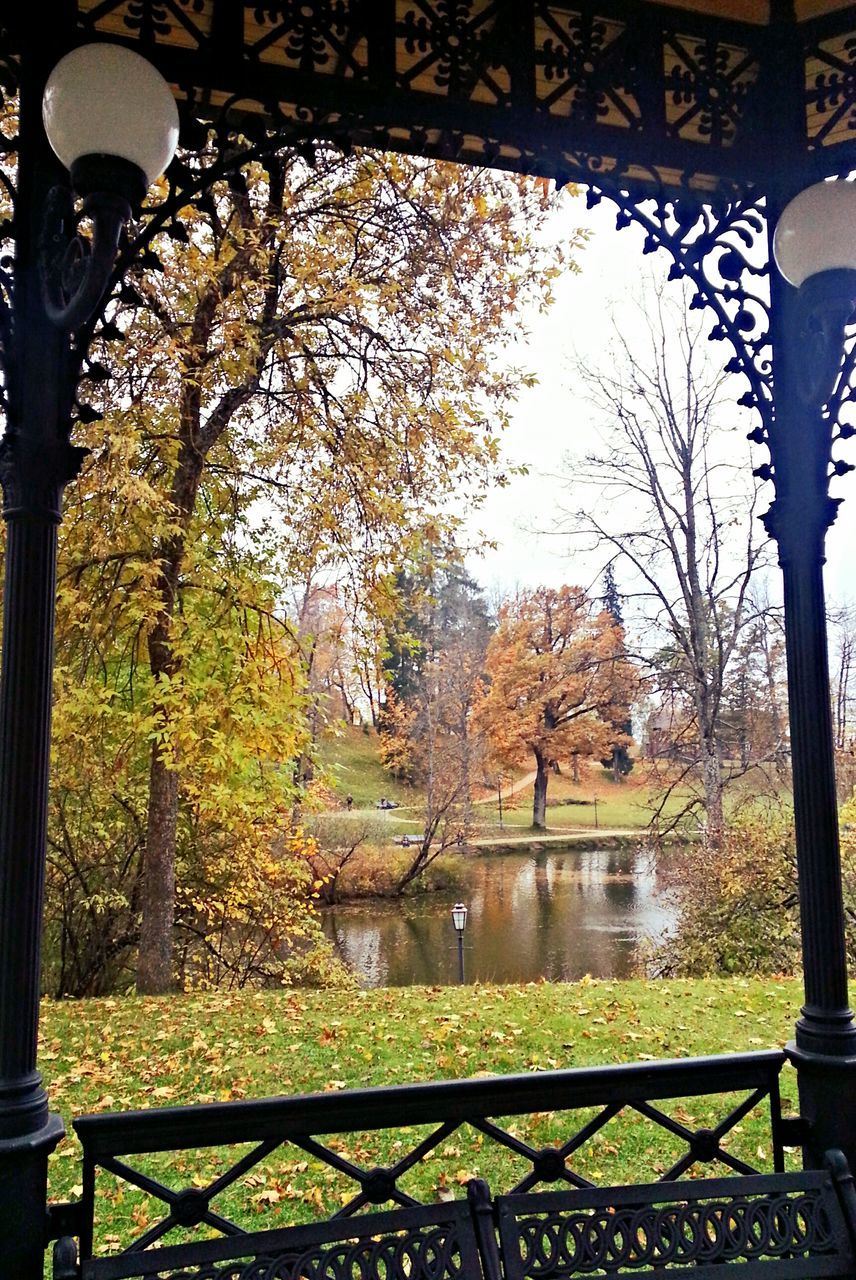 TREES SEEN THROUGH WINDOW