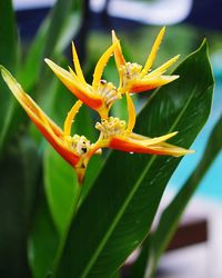 Close-up of orange flowering plant