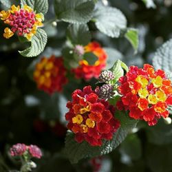 Close-up of red flowers