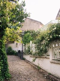 View of plants and trees