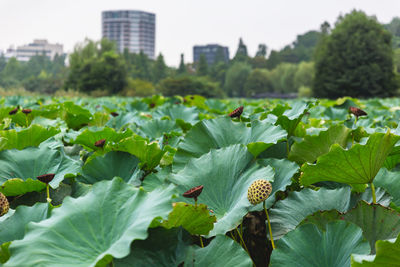 Close-up of plants growing in city