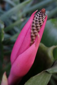 Close-up of pink flower