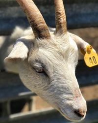 Livestock tag on goat at pen