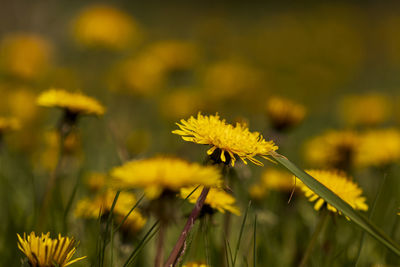 Close-up of yellow flowering plant on field