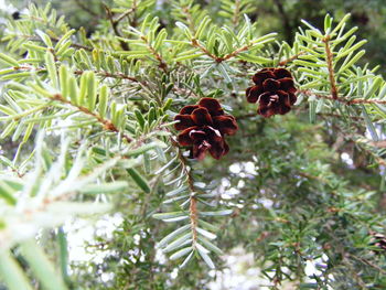 Close-up of flowers growing on tree