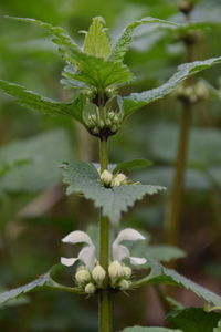 Close-up of white flowering plant