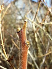 Close-up of a lizard on a tree