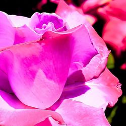 Close-up of pink flowers