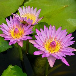 Close-up of lotus water lily in pond