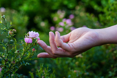 Woman hand touch the flowers pink roses in green garden
