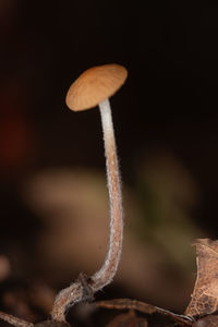 close-up