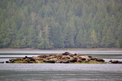 Scenic view of sea against trees in forest