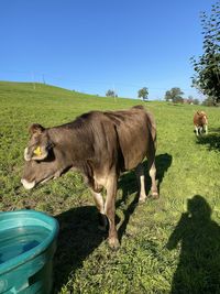 Cows in a field