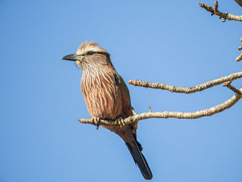Low angle view of eagle perching on branch