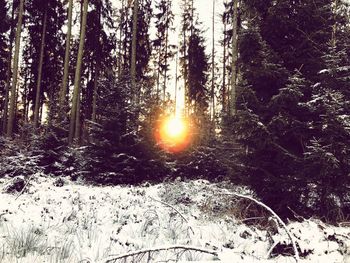 Trees in forest during winter