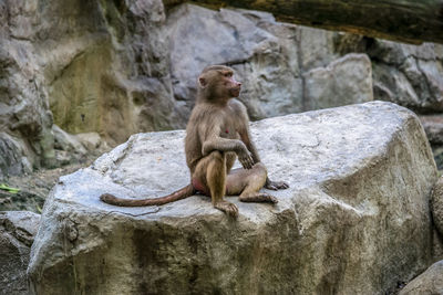 Lion sitting on rock at zoo