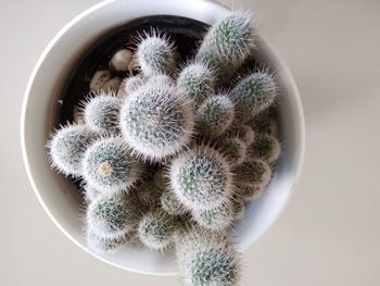 High angle view of potted plant