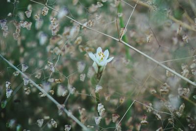 Close-up of flowers against blurred background