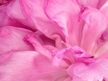 Full frame shot of pink flower