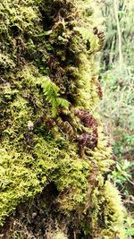 Close-up of fern