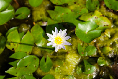 Close-up of water lily in lake