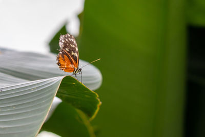 Butterfly on leaf