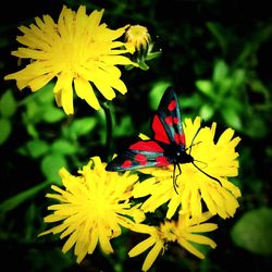 Close-up of butterfly pollinating yellow flower