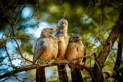 Low angle view of bird perching on tree