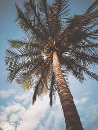 Low angle view of palm tree against sky