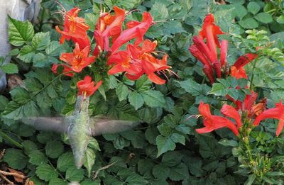 Close-up of red leaves