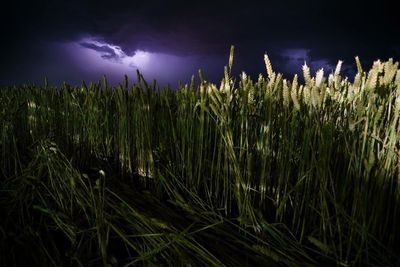 Plants growing on field at night