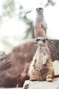 Cat looking away while sitting on tree