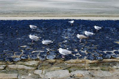 High angle view of seagulls on shore