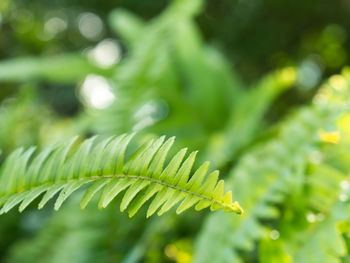 Close-up of fern leaves