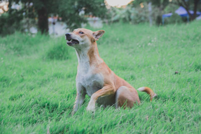 Dog looking away on grassy field