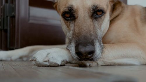 Close-up portrait of dog relaxing at home