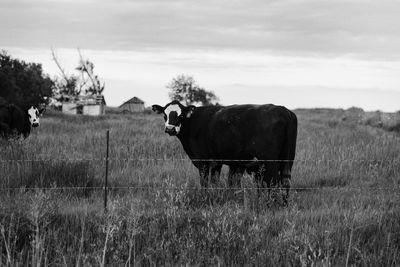 Cows grazing on field against sky