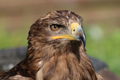 Close-up of eagle against blurred background