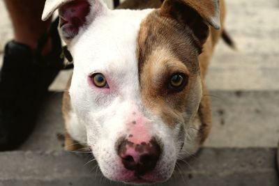 Close-up portrait of dog