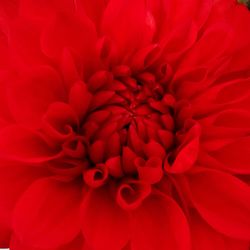 Full frame shot of red dahlia