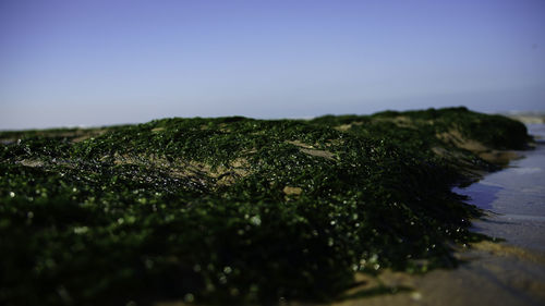 Scenic view of field against clear sky
