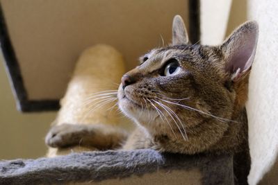 Low angle view of cat looking away